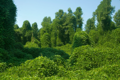 Kudzu-plant-growing-wild