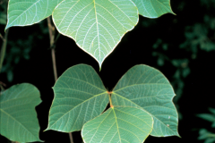 Leaves-of-Kudzu