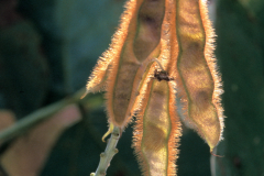 Mature-fruits-of-Kudzu