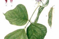 Plant-Illustration-of-Kudzu