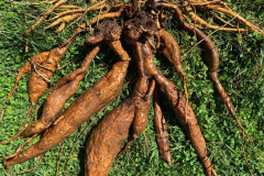 Roots-of-Kudzu