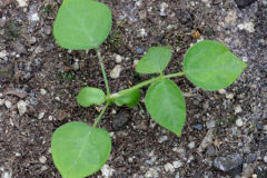 Saplings-of-Kudzu