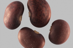 Seeds-of-Kudzu
