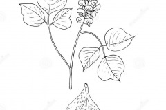 Sketch-of-Kudzu