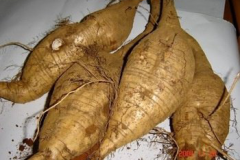 Tubers-of-Kudzu
