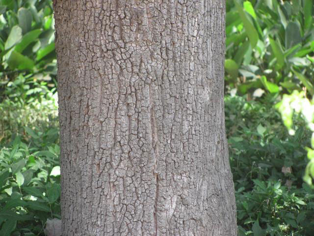Bark-of-Kumbhi-Tree