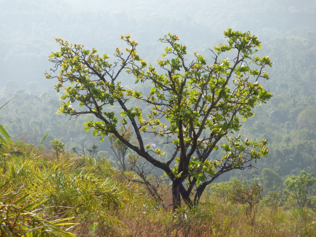 Kumbhi-Tree-growing-wild