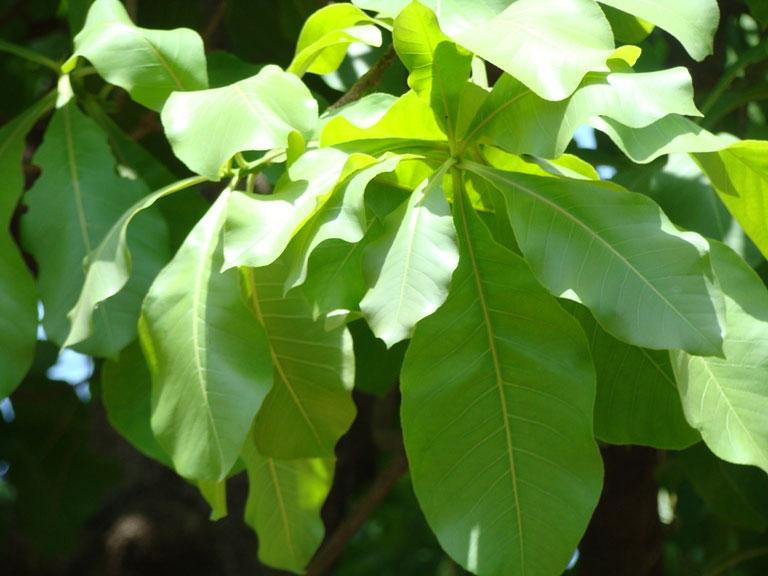 Leaves-of-Kumbhi-Tree