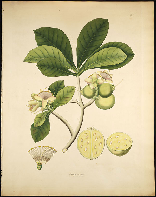 Plant-illustration-of-Kumbhi-Tree