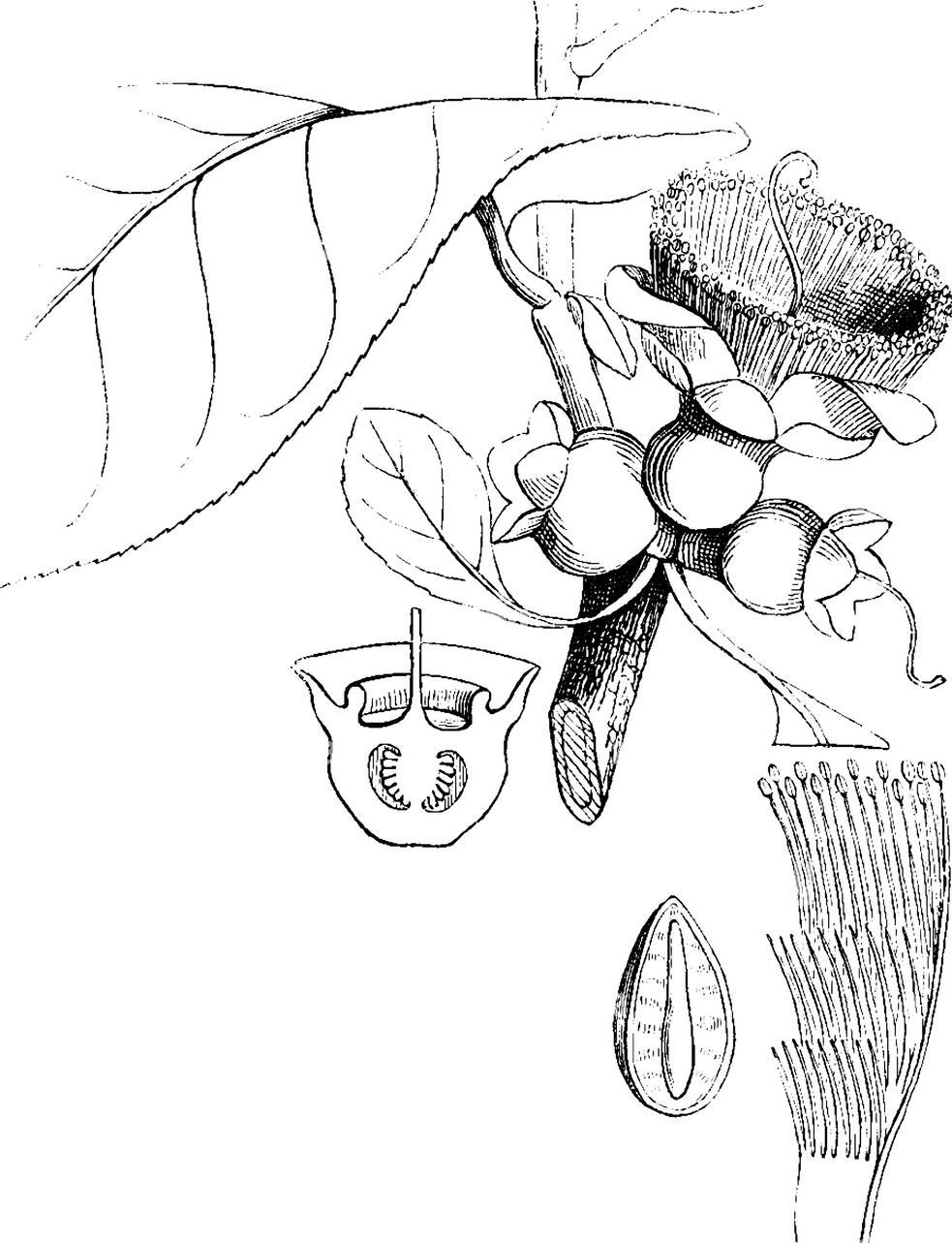 Sketch-of-Kumbhi-Tree