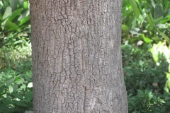 Bark-of-Kumbhi-Tree