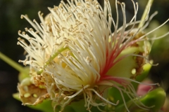 Closer-view-of-flower-of-Kumbhi-Tree