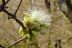 Flower-of-Kumbhi-Tree