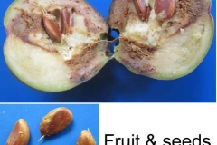 Half-cut-fruit-and-seeds-of-Kumbhi-Tree
