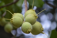 Immature-fruits-of-Kumbhi-Tree