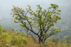 Kumbhi-Tree-growing-wild