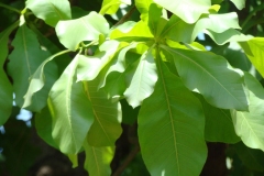 Leaves-of-Kumbhi-Tree