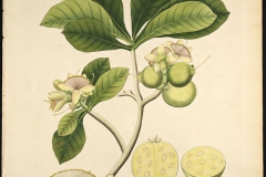 Plant-illustration-of-Kumbhi-Tree