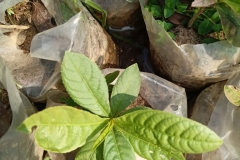 Sapling-of-Kumbhi-Tree
