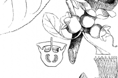 Sketch-of-Kumbhi-Tree