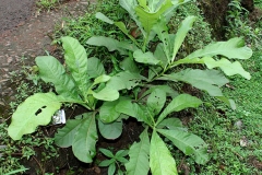 Small-Kumbhi-Tree