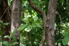 Trunk-of-Kumbhi-Tree