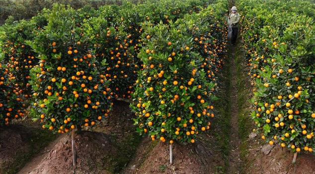 Kumquats-farm