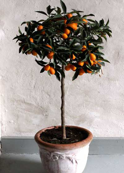 Kumquats-fruit-on-the-plant