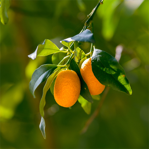 Kumquats-ripened