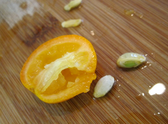 Kumquats-seeds