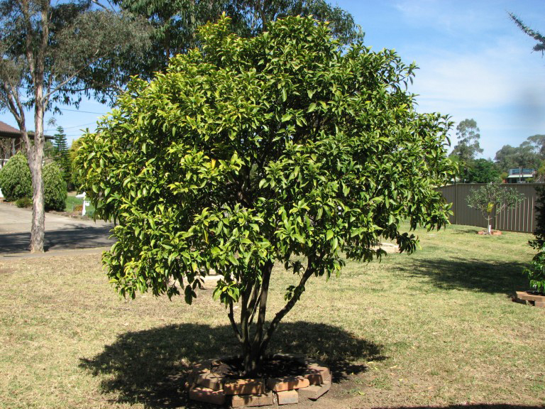 Kumquats-tree