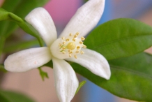 Kumquats-close-up-flower