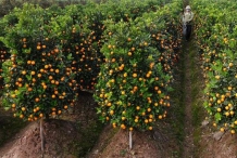 Kumquats-farm