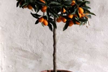 Kumquats-fruit-on-the-plant