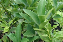 Kumquats-leaves