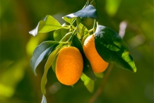 Kumquats-ripened