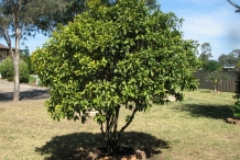 Kumquats-tree