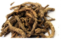 Dried-kutki-root