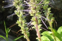 Flowers-of-Kutki