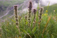 Kutki-growing-wild