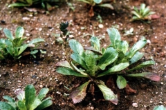 Kutki-plant