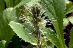 Leaves-of-Kutki
