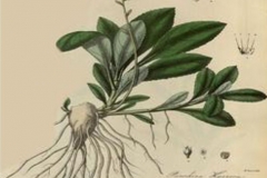 Plant-Illustration-of-Kutki