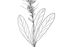 Sketch-of-Kutki