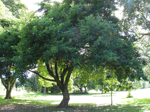 Kwai-Muk-Tree