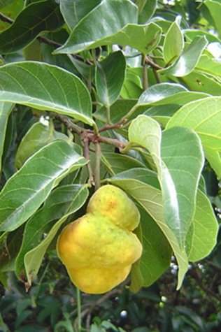 Ripe-Kwai-Muk-fruit-on-the-tree
