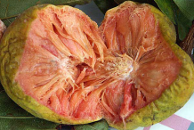Flesh-of-Kwai-muk