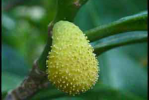 Kwai-Muk-Flower