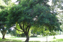 Kwai-Muk-Tree
