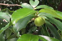 Leaves-of-Kwai-Muk